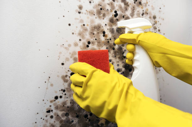 Best Toxic Mold Removal  in USA